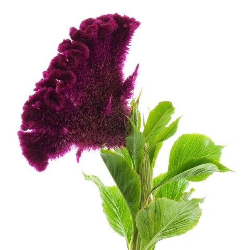 Celosia Purple – Bulk and Wholesale