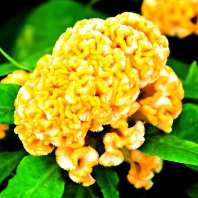 Celosia Yellow – Bulk and Wholesale