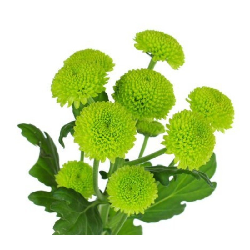 Chrysanthemum Button Green – Bulk and Wholesale