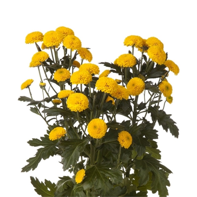 Chrysanthemum Button Yellow – Bulk and Wholesale