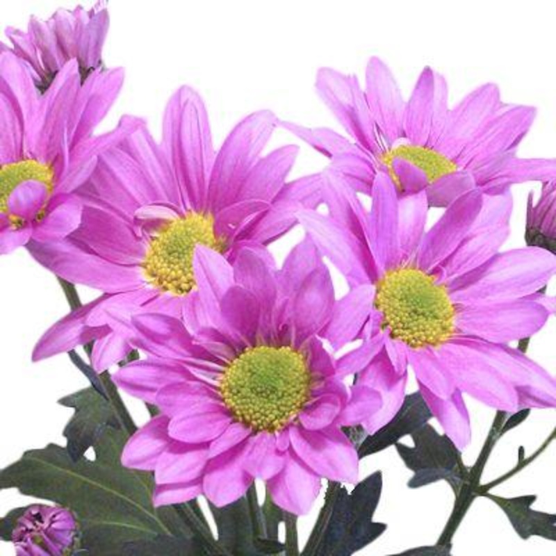 Chrysanthemum Daisy Purple – Bulk and Wholesale