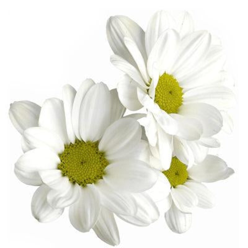 Chrysanthemum Daisy White – Bulk and Wholesale