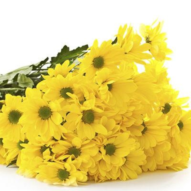 Chrysanthemum Daisy Yellow – Bulk and Wholesale