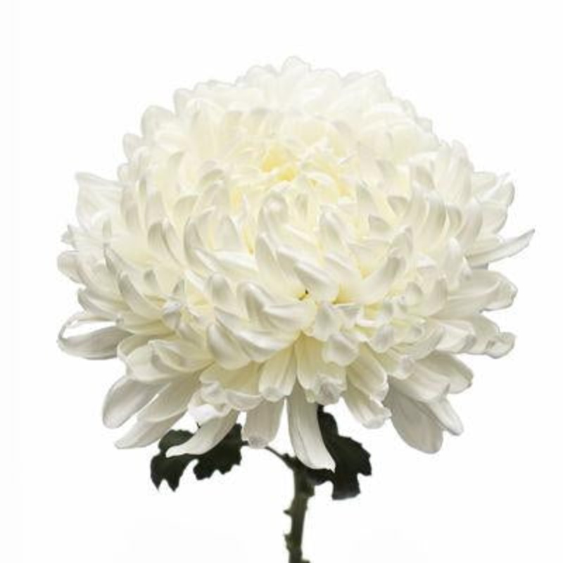 Chrysanthemum Football White – Bulk and Wholesale