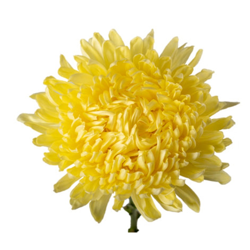 Chrysanthemum Football Yellow – Bulk and Wholesale