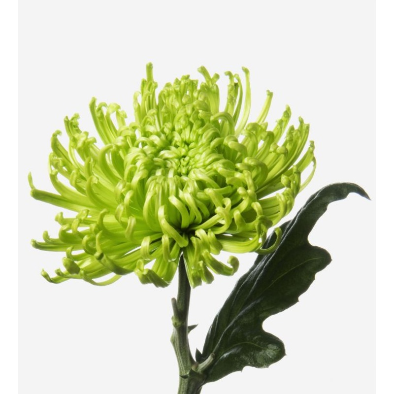 Chrysanthemum Fuji Spider Green – Bulk and Wholesale
