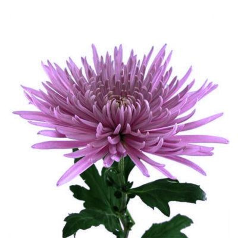 Chrysanthemum Fuji Spider Purple – Bulk and Wholesale