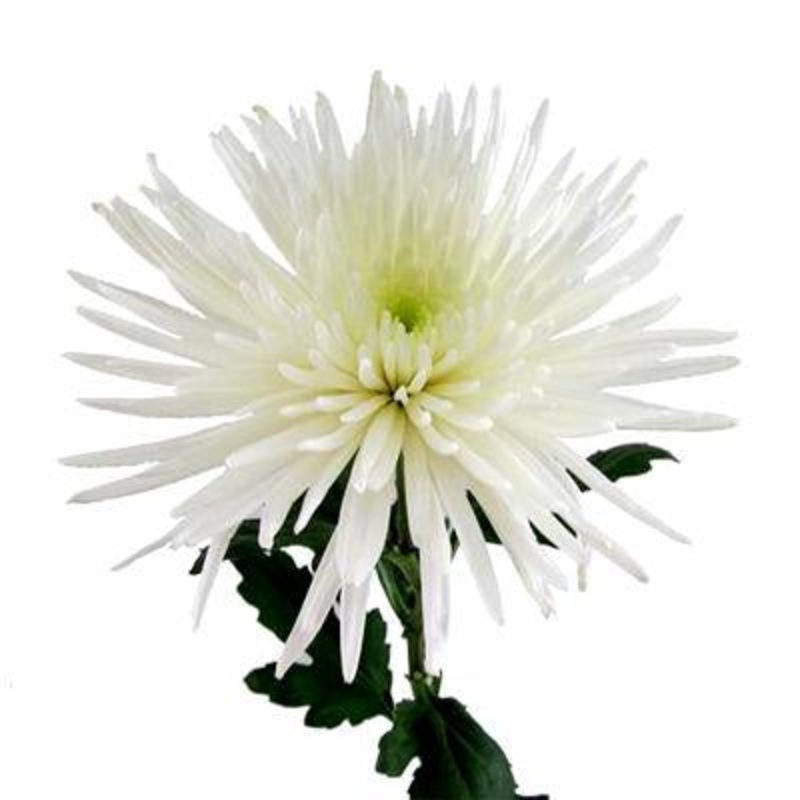 Chrysanthemum Fuji Spider White – Bulk and Wholesale