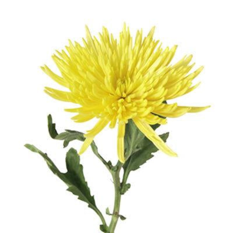 Chrysanthemum Fuji Spider Yellow – Bulk and Wholesale