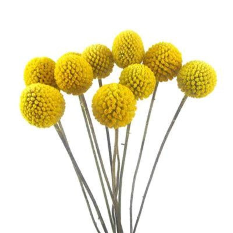 Craspedia – Bulk and Wholesale