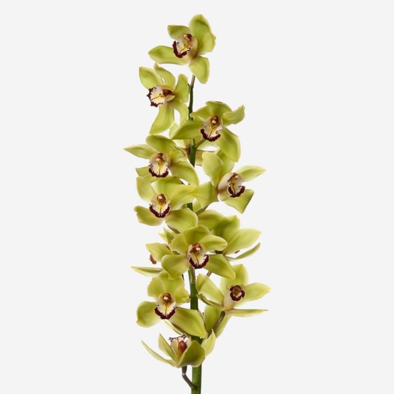 Cymbidium Orchid Large Green – Bulk and Wholesale
