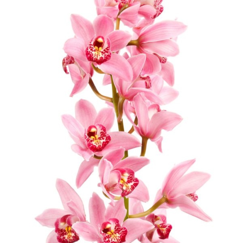 Cymbidium Orchid Large Pink – Bulk and Wholesale