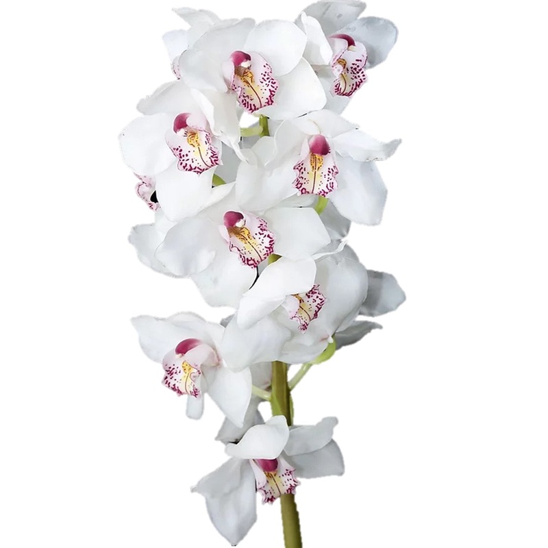 Cymbidium Orchid Large White – Bulk and Wholesale