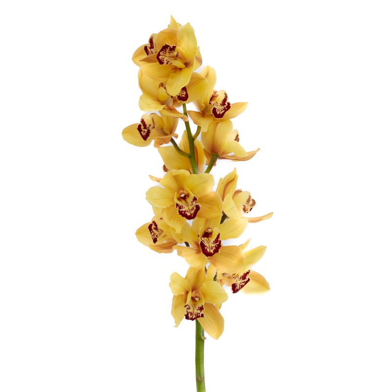 Cymbidium Orchid Large Yellow – Bulk and Wholesale