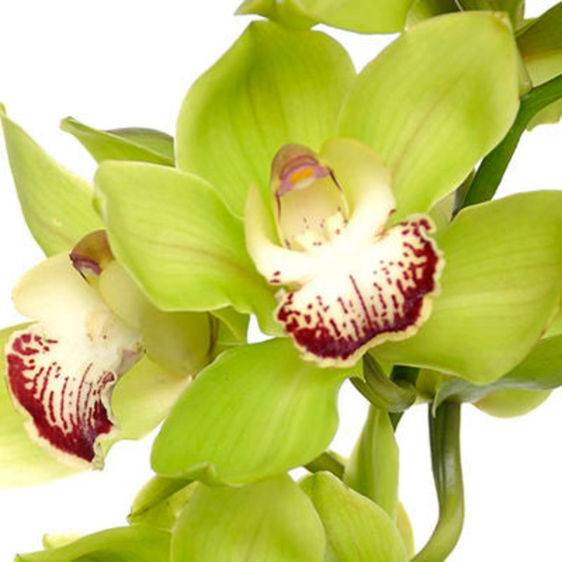 Cymbidium Orchid Mini Green – Bulk and Wholesale