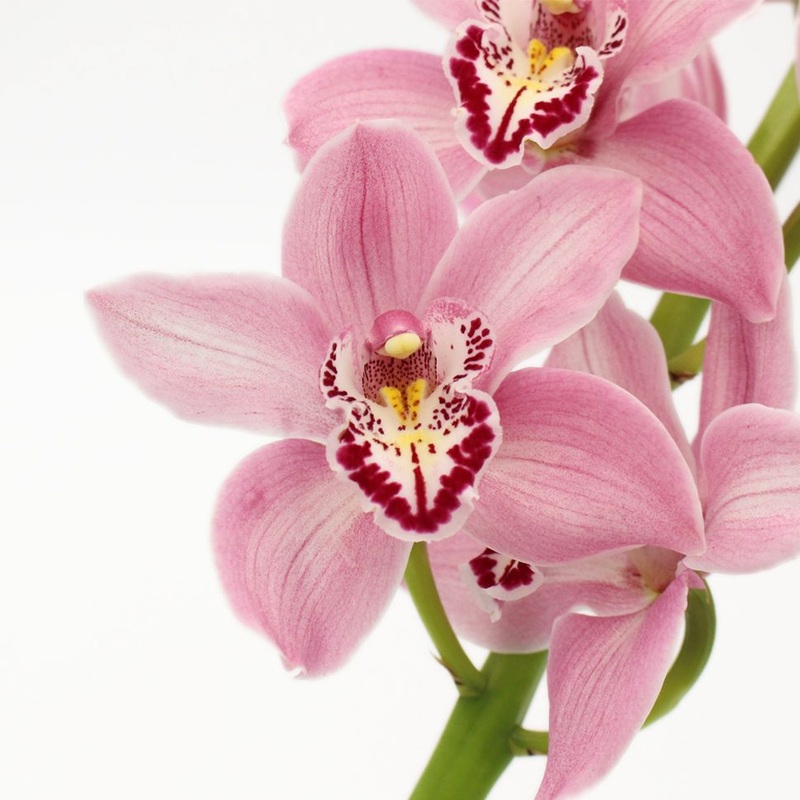 Cymbidium Orchid Mini Pink – Bulk and Wholesale