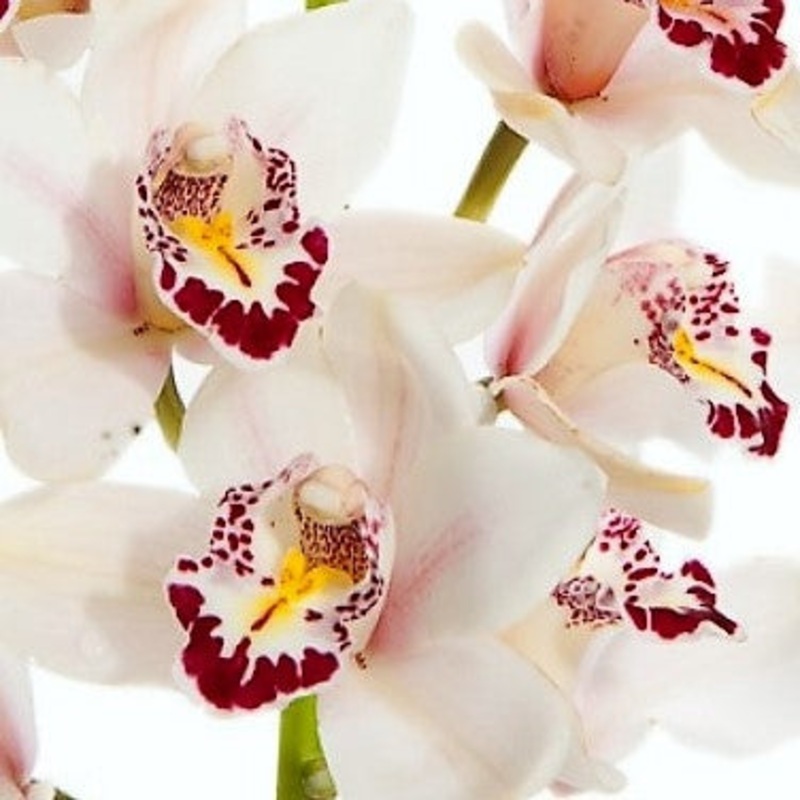 Cymbidium Orchid Mini White – Bulk and Wholesale