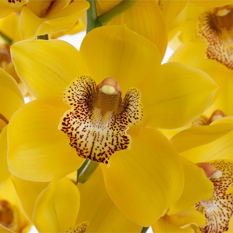 Cymbidium Orchid Mini Yellow – Bulk and Wholesale