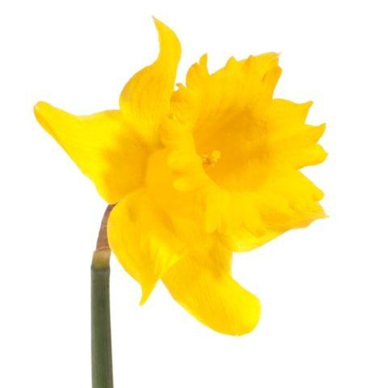 Daffodil Yellow – Bulk and Wholesale