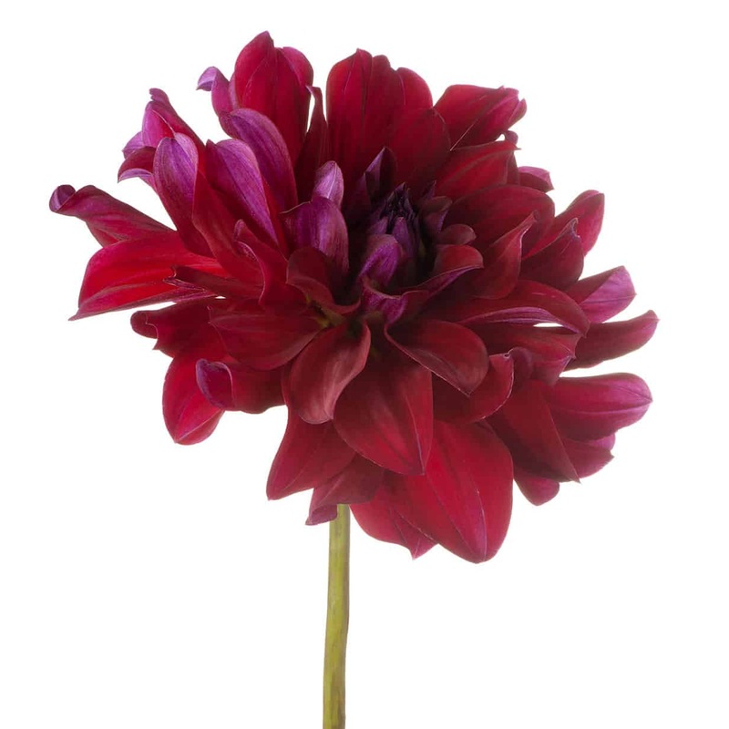 Dahlia Burgundy-1 Stem & 20 Stems