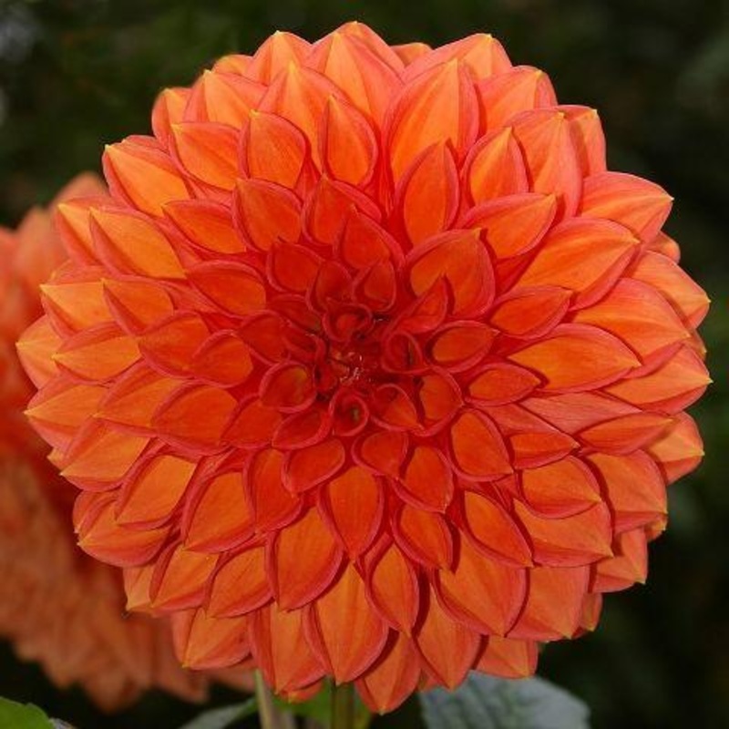Dahlia Orange – Bulk and Wholesale