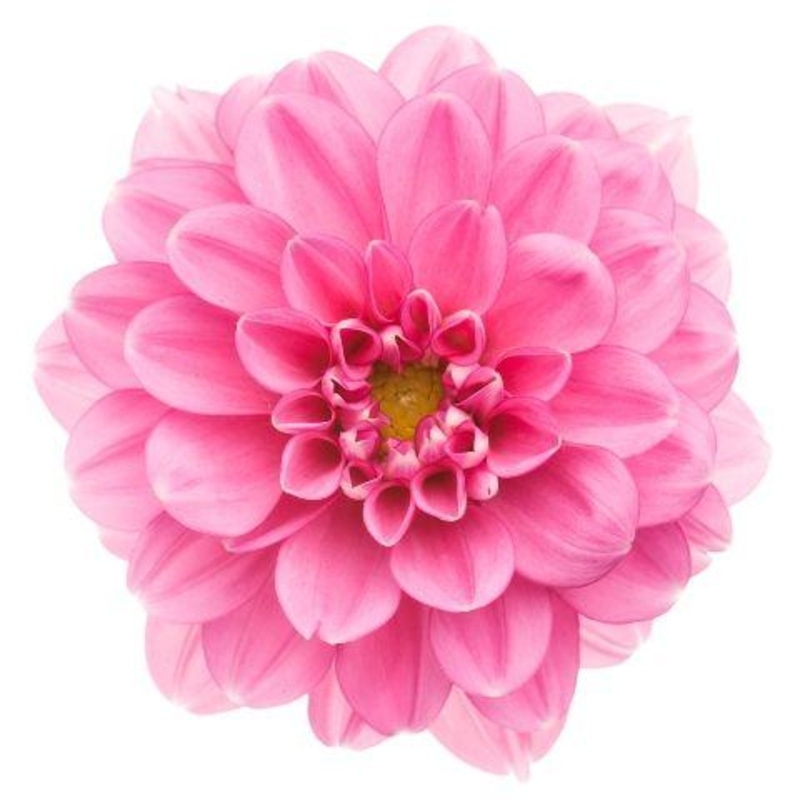 Dahlia Pink – Bulk and Wholesale