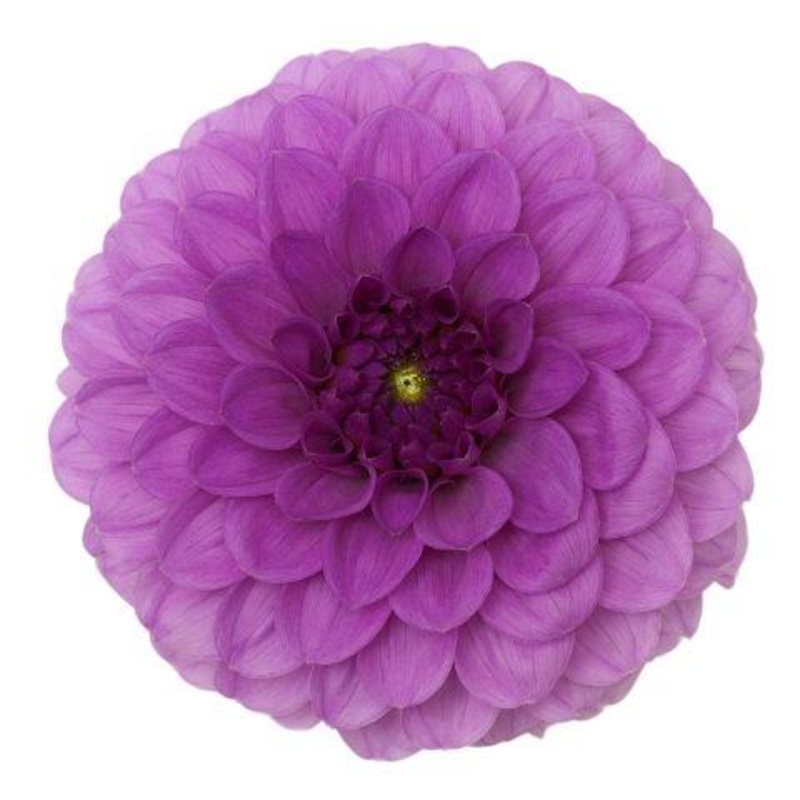 Dahlia Purple – Bulk and Wholesale