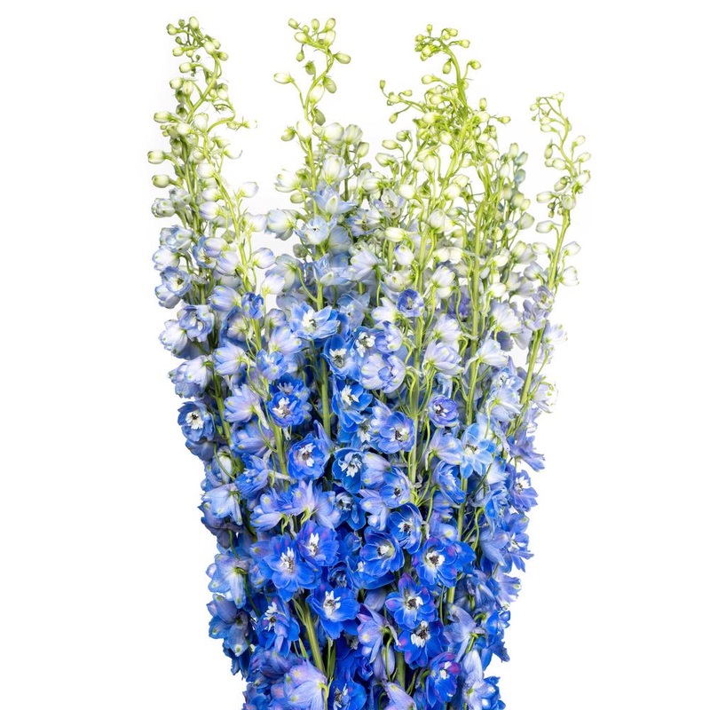 Delphinium Blue – Bulk and Wholesale