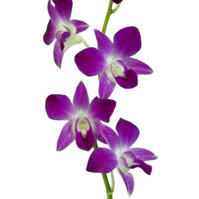 Dendrobium Orchid Berry Pink – Bulk and Wholesale