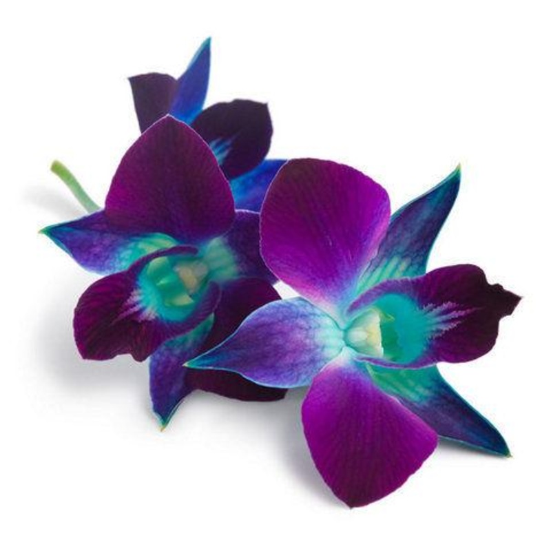 Dendrobium Orchid Blue – Bulk and Wholesale