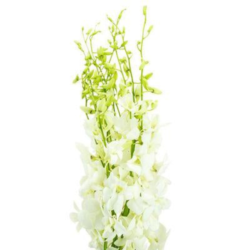 Dendrobium Orchid White – Bulk and Wholesale