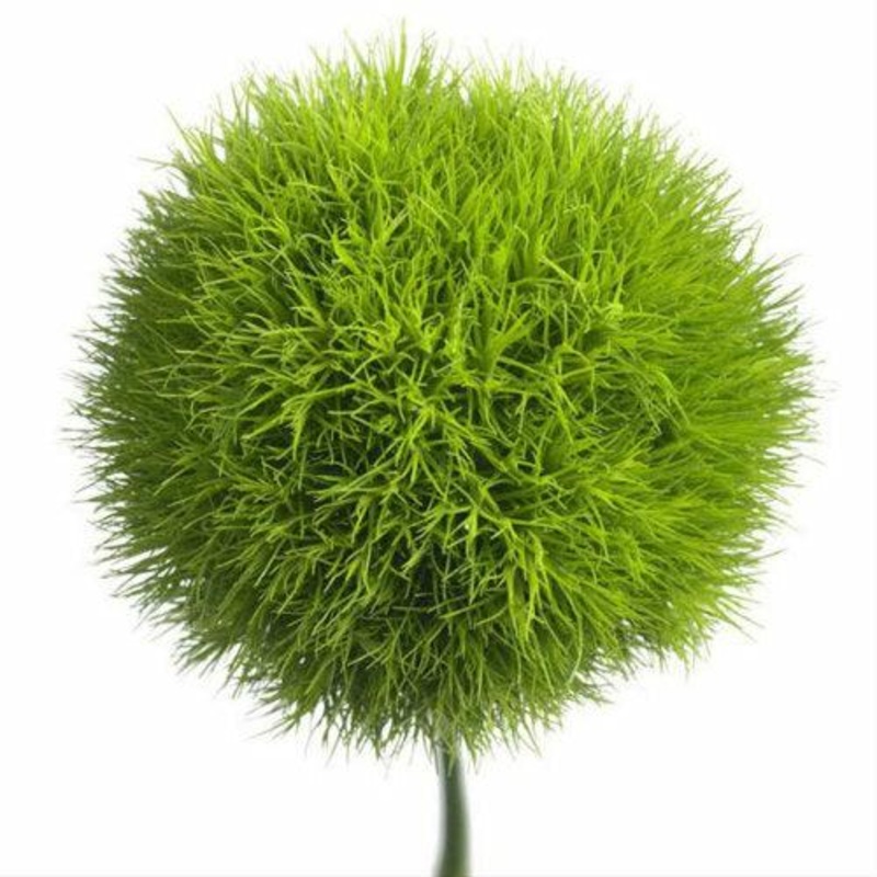Dianthus Trick Green – Bulk and Wholesale