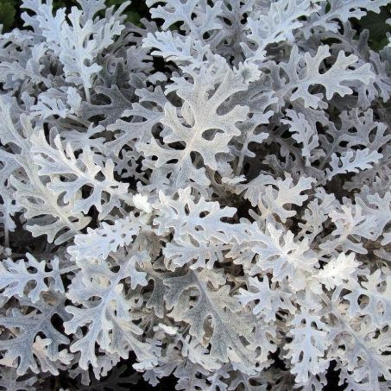 Dusty Miller – Bulk and Wholesale