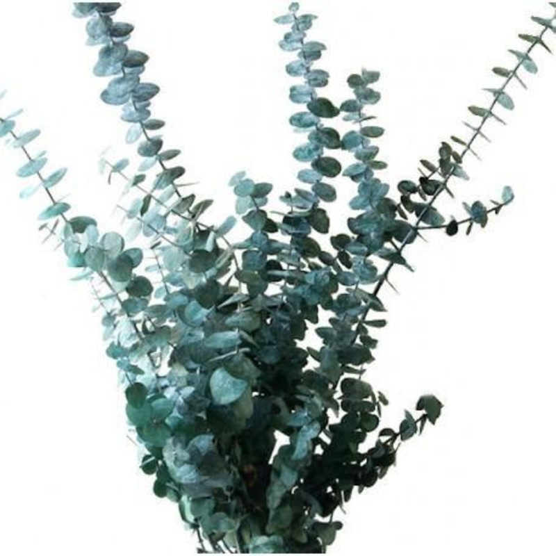 Eucalyptus Baby Blue – Bulk and Wholesale