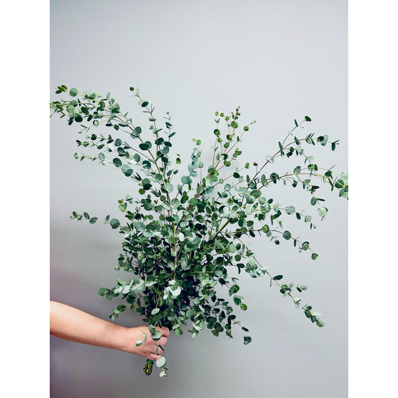 Eucalyptus Gunni – Bulk and Wholesale