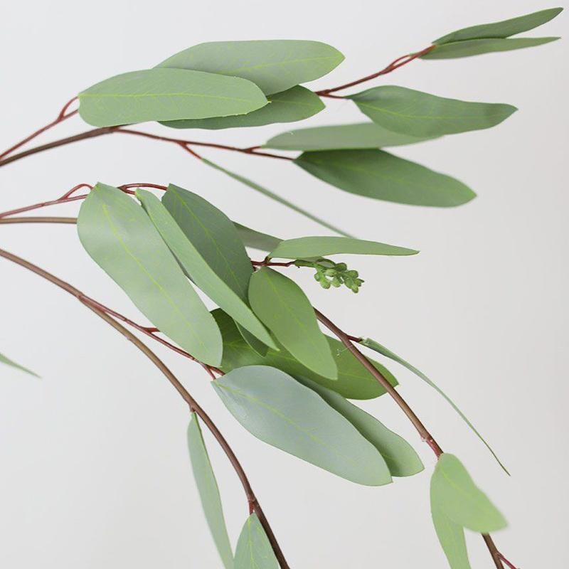 Eucalyptus Weeping – Bulk and Wholesale