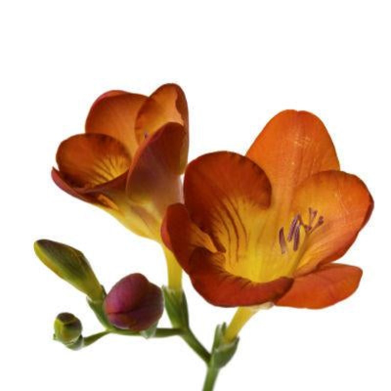 Freesia Orange – Bulk and Wholesale