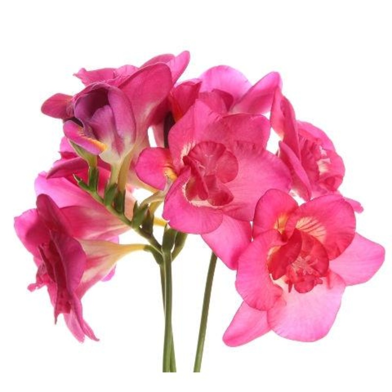 Freesia Pink – Bulk and Wholesale