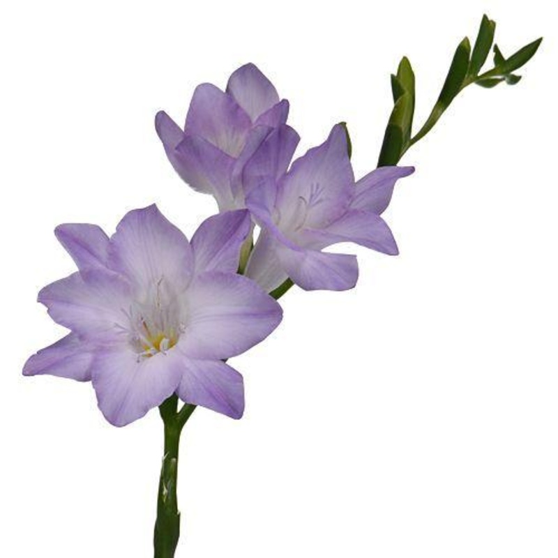 Freesia Purple – Bulk and Wholesale