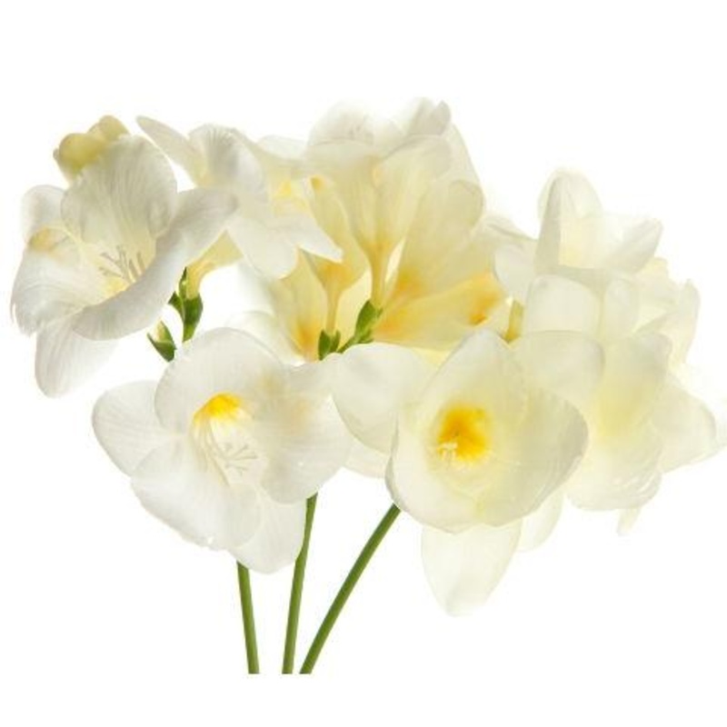 Freesia White – Bulk and Wholesale