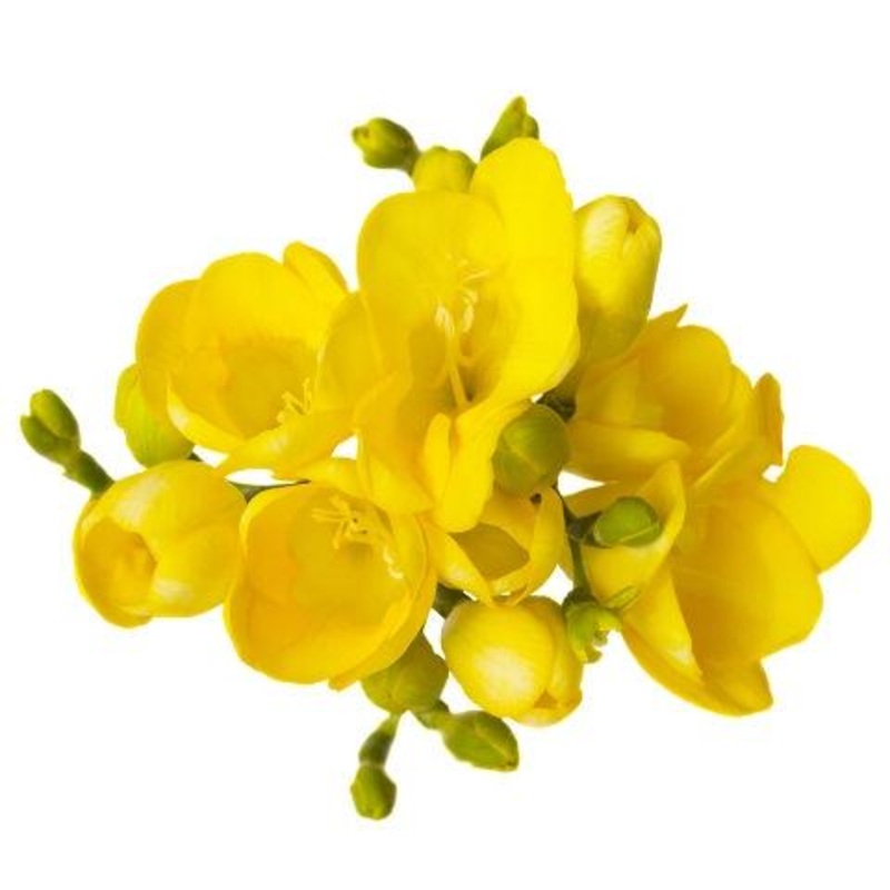 Freesia Yellow – Bulk and Wholesale