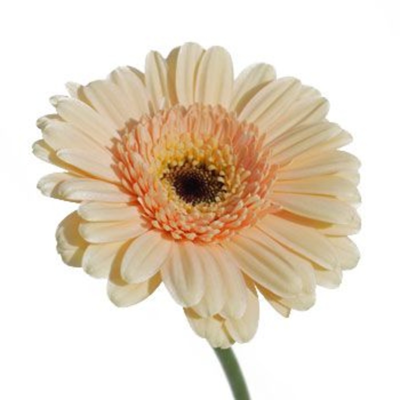 Gerbera Peach – Bulk and Wholesale