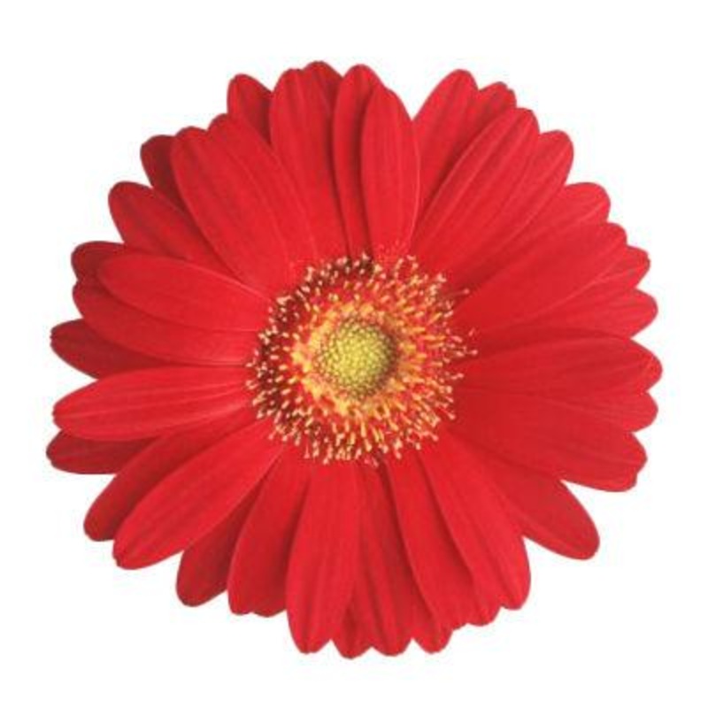 Gerbera Red Mini – Bulk and Wholesale