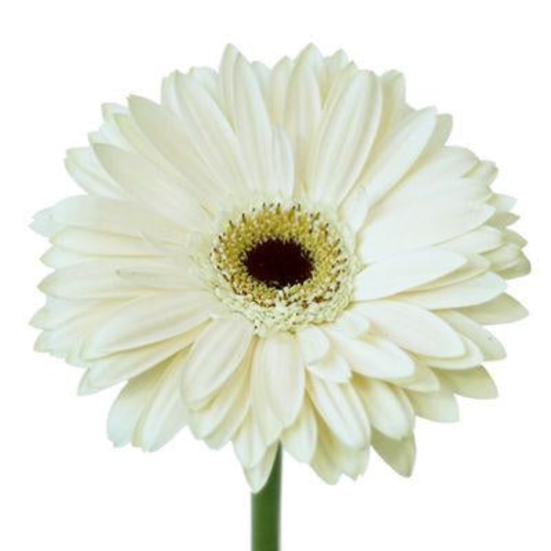 Gerbera White – Bulk and Wholesale