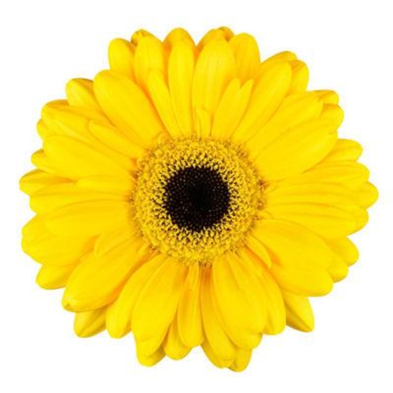 Gerbera Yellow – Bulk and Wholesale