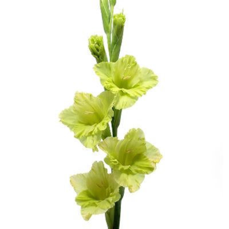 Gladiolus Green – Bulk and Wholesale