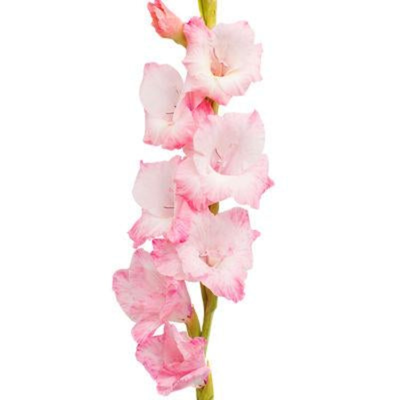 Gladiolus Light Pink – Bulk and Wholesale