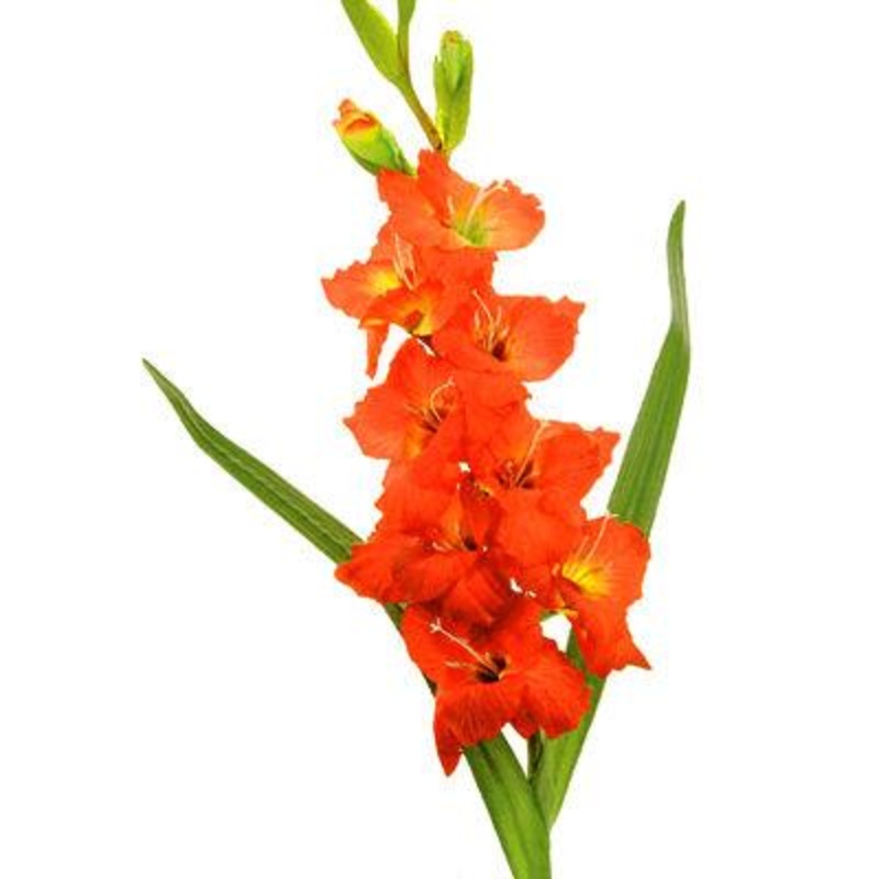 Gladiolus Orange – Bulk and Wholesale