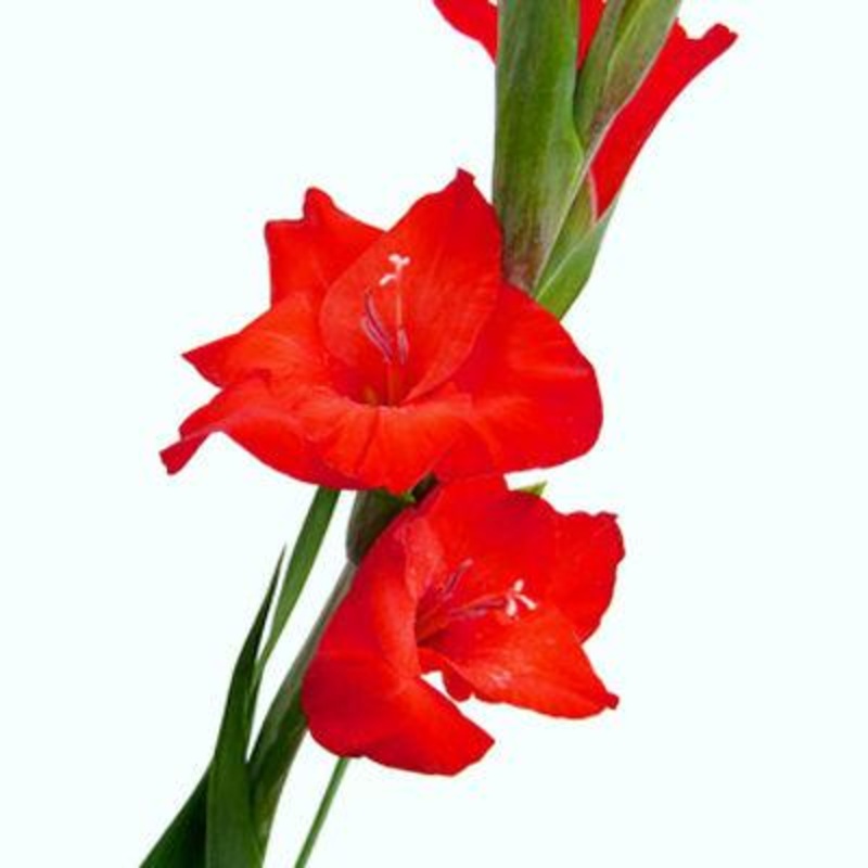 Gladiolus Red – Bulk and Wholesale