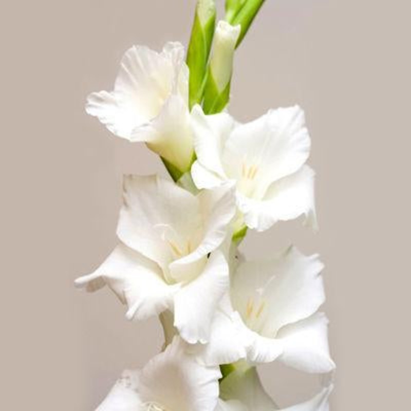 Gladiolus White – Bulk and Wholesale